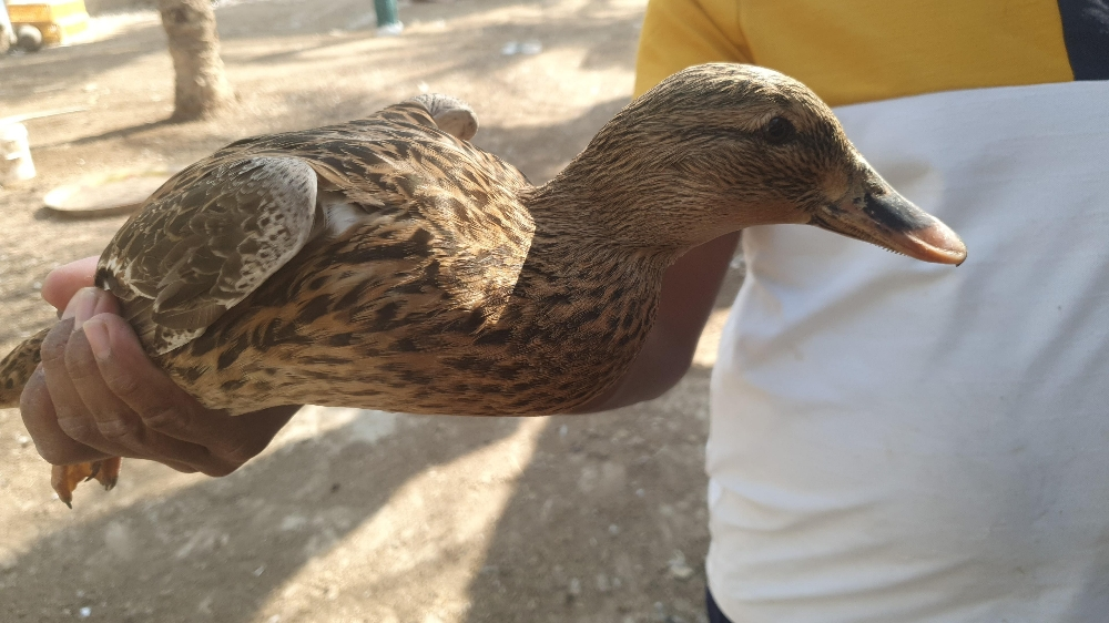 وز طيار طيار فووق و يرتفع شرط - 2