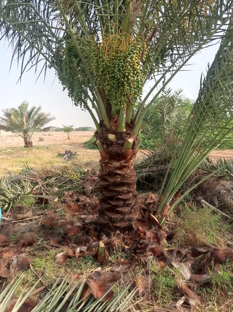 زراعه وديكوار - 8