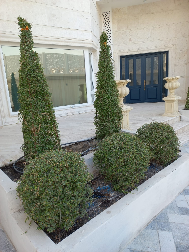 زراعه وديكوار - 1