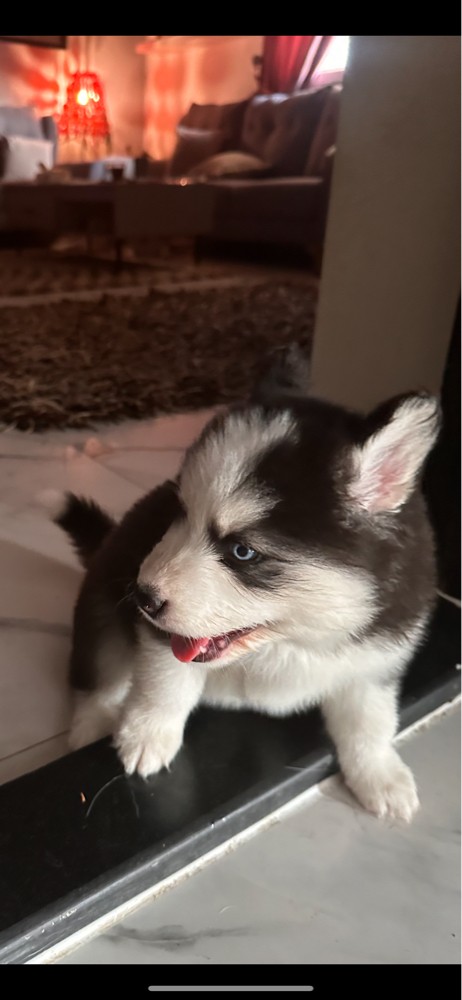 Husky  - 5