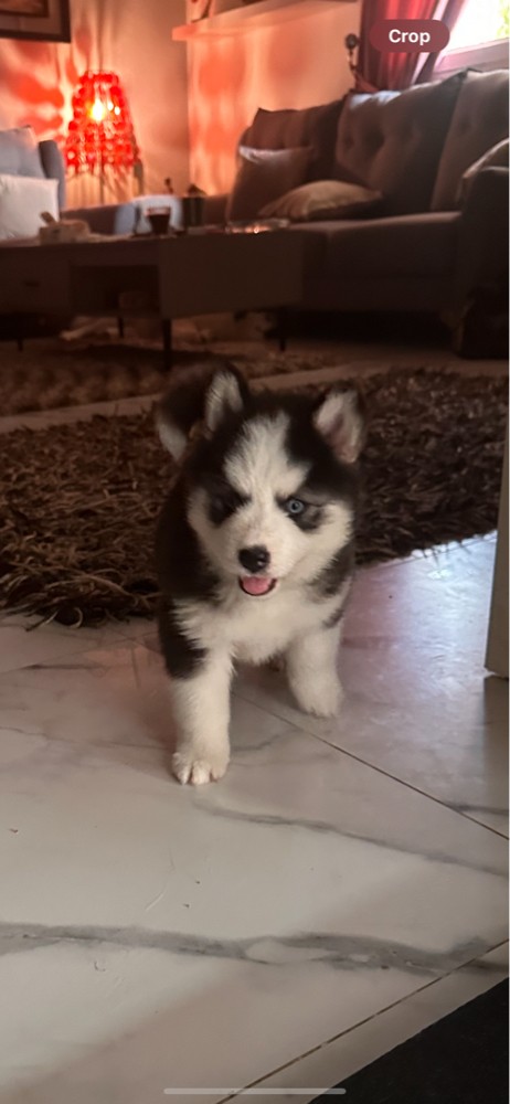 Husky  - 7
