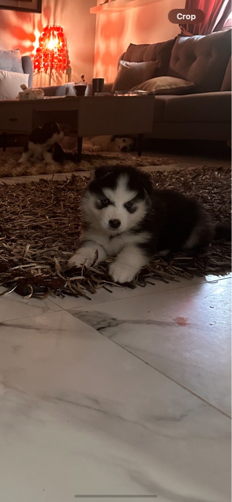 Husky  - 2