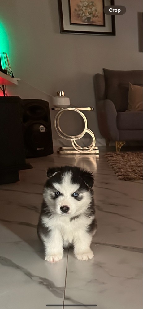 Husky  - 3