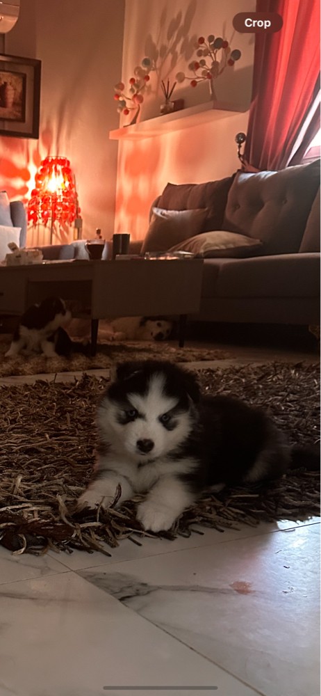 Husky  - 10