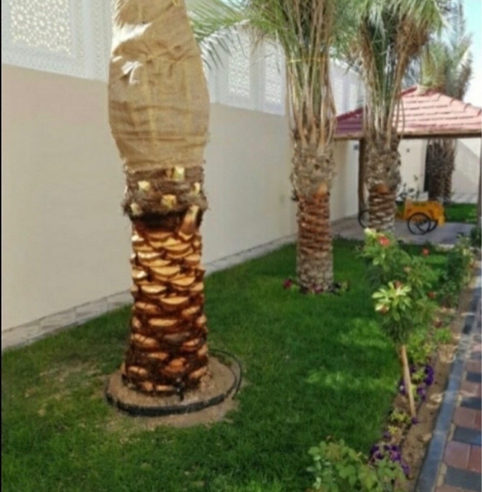 شتالات بالتمر - 2
