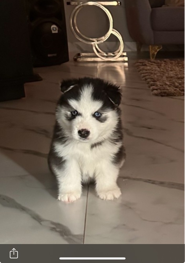 Husky  - 6