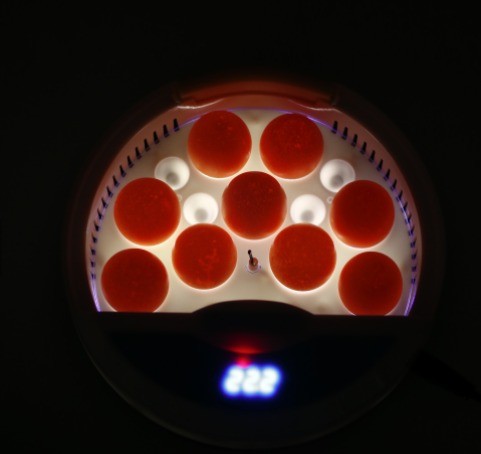 9 eggs incubator - 6