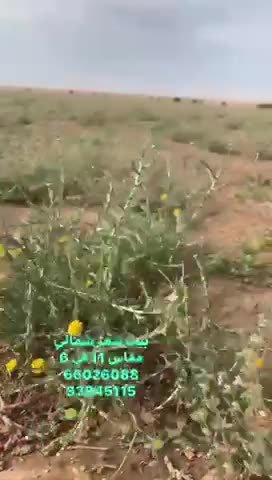 شمالي 11 في 6 - 1