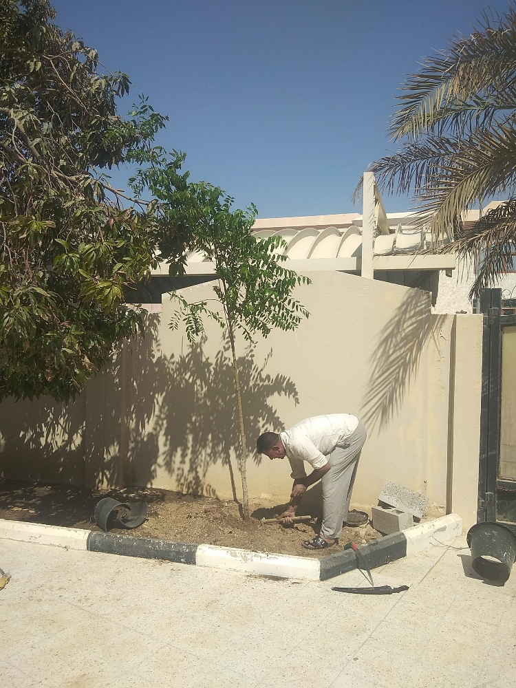 طعمه الأشجار اليمون والبرتقال - 3