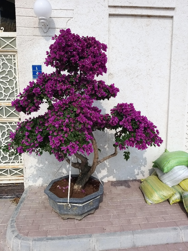 أشجار  زينه وأشجار مثمرة - 4
