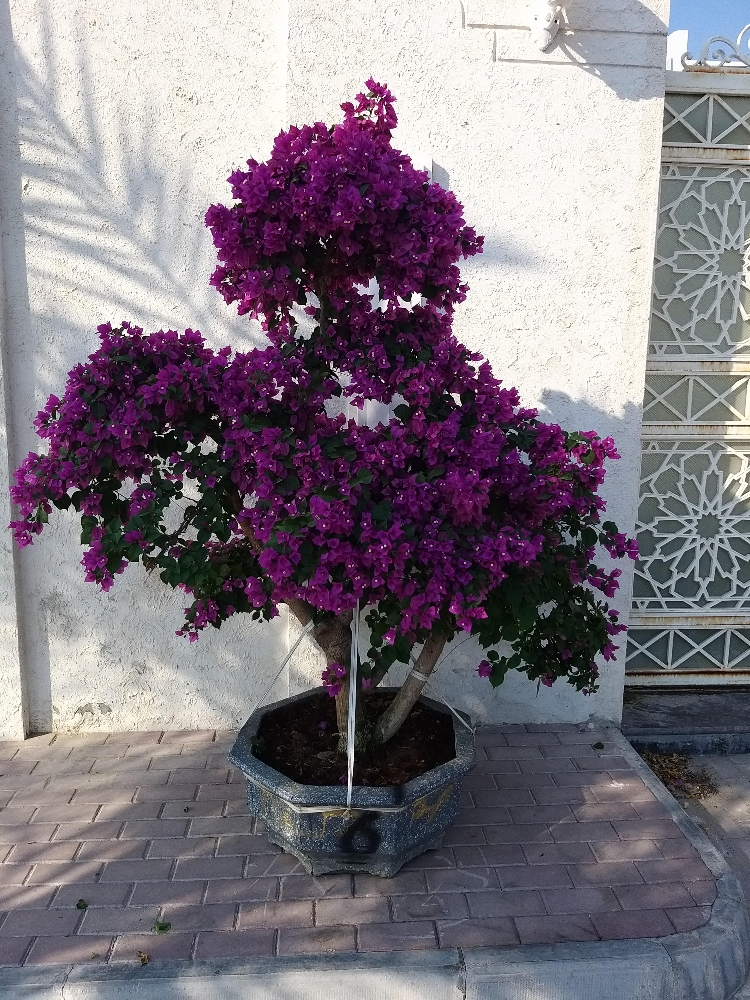 أشجار  زينه وأشجار مثمرة - 3