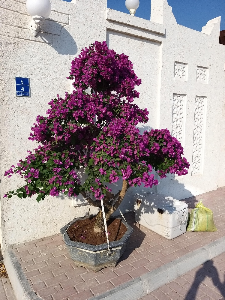 أشجار  زينه وأشجار مثمرة - 2