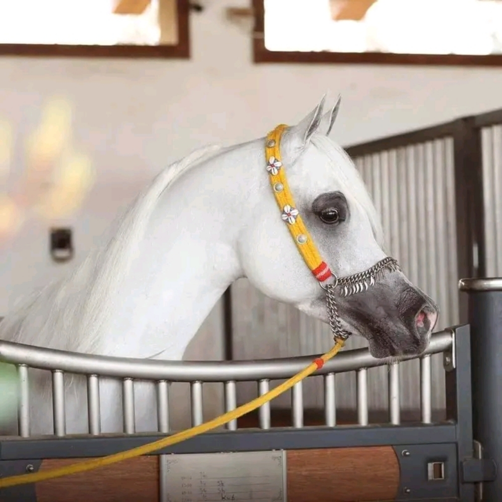 هواه ومحبى تربيه الخيل - 1