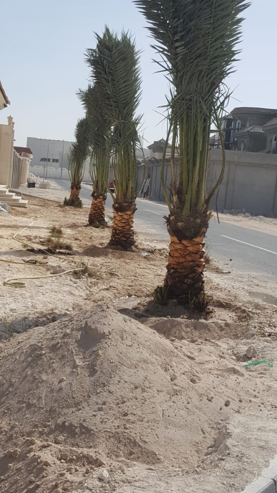 مزارع ومنسق حدائق 55079950 - 12