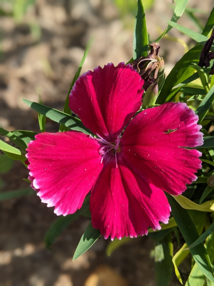 بلوچستانی - 8