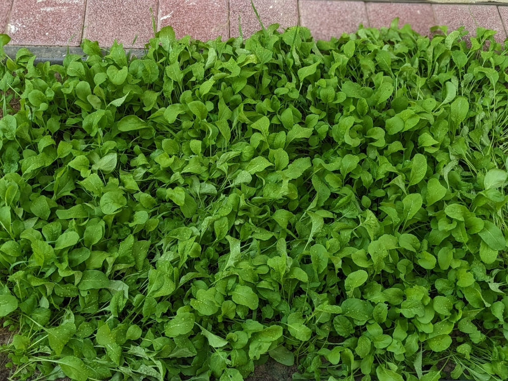 بلوچستانی - 10