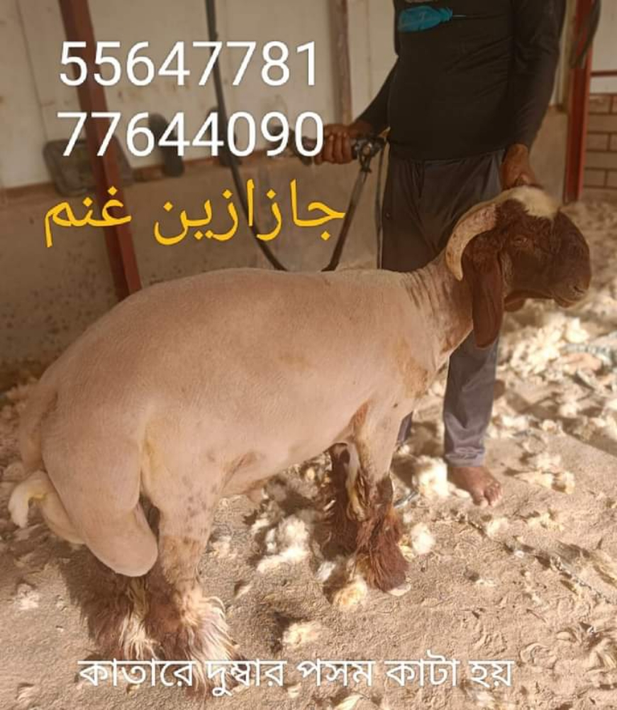 جازازين غنم - 1