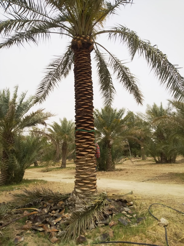 تنظيف نخيل 55079950 - 3