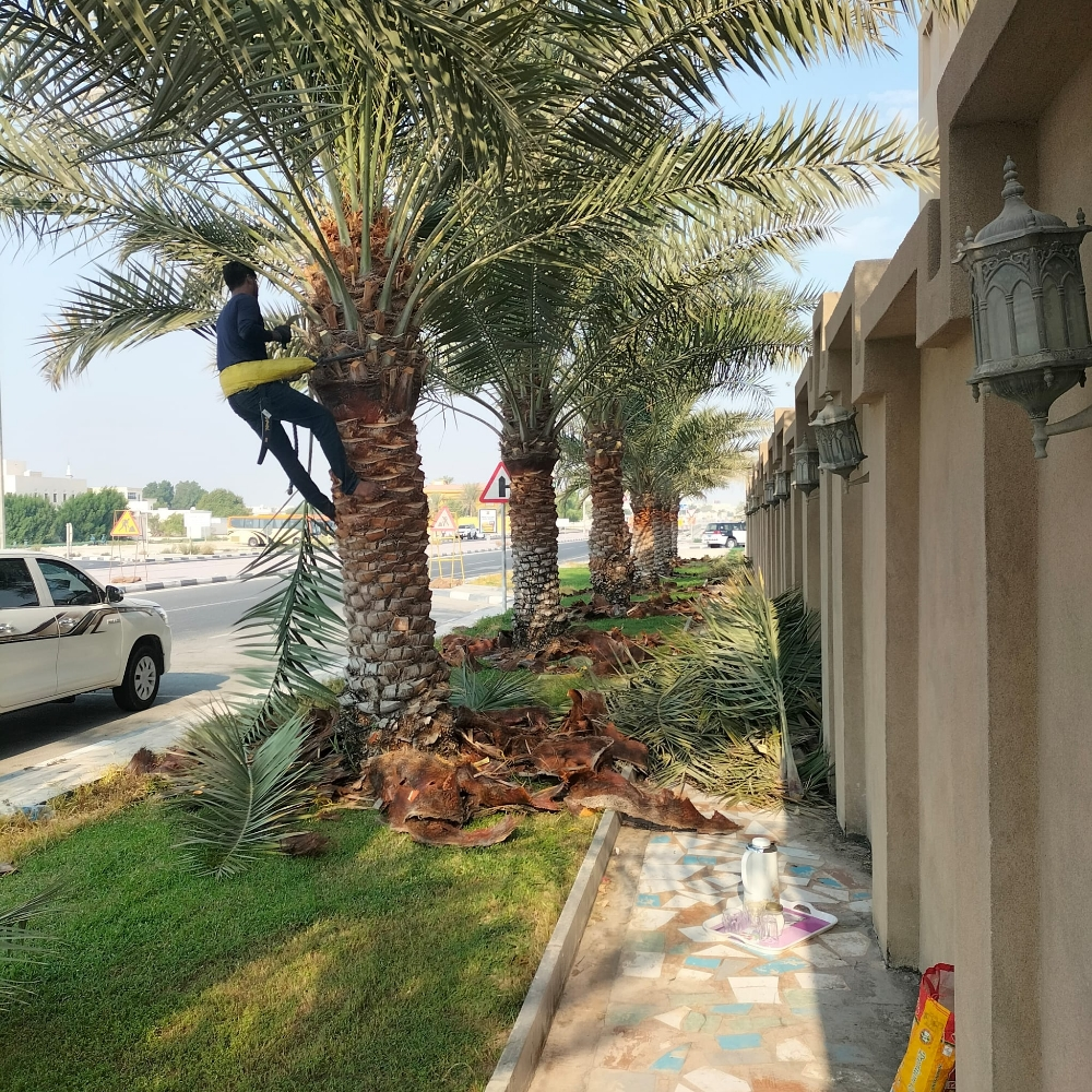 تنظيف نخيل 55079950 - 2