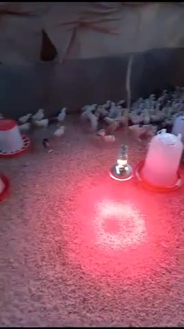 صيصان مهجنة - 1