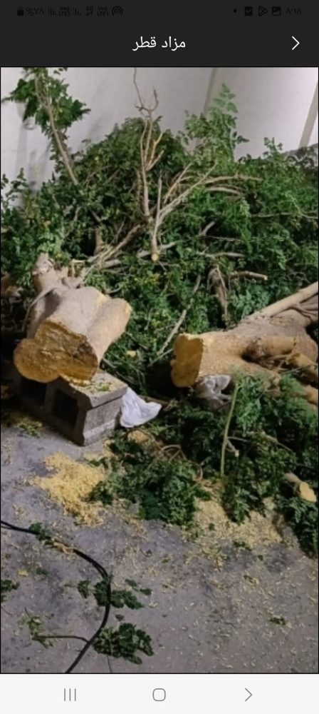 تقطيع الأشجار بالمنشار - 1