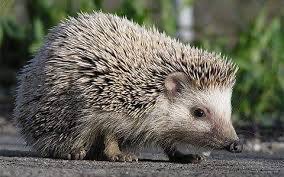 urchin - 1