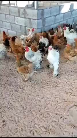 دجاج براهما بياض - 5