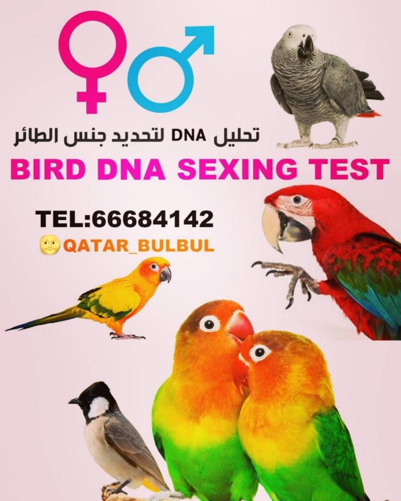 فحص جميع الطيور لتحديد الجنس - 1