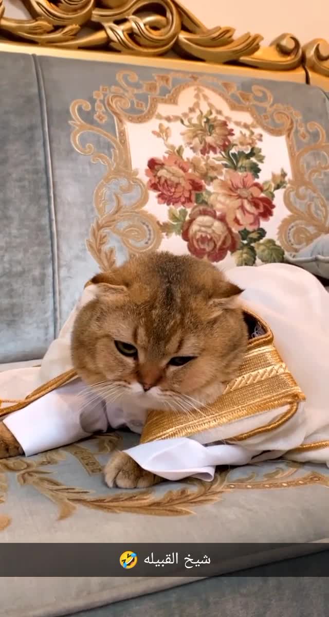 سكوتش ان واي ١١ - 1