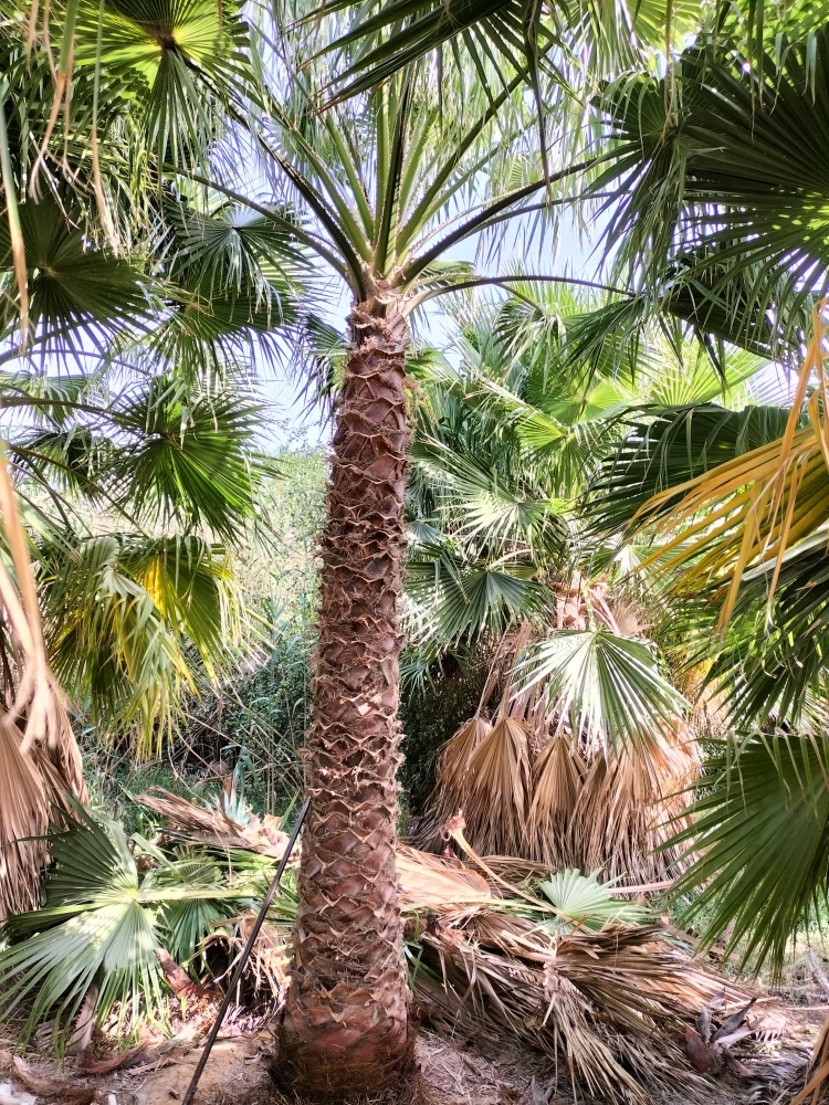 أشجار - 8