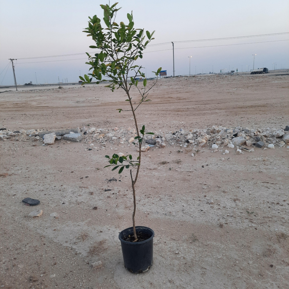 أشجار - 5
