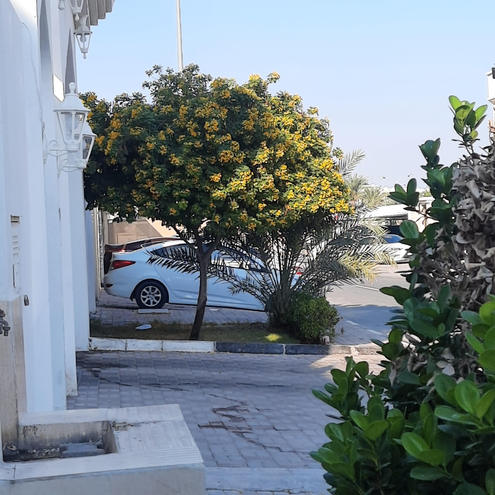 أشجار - 3