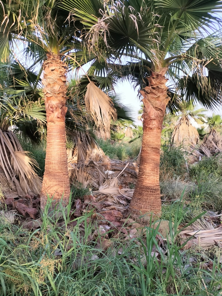 أشجار - 7