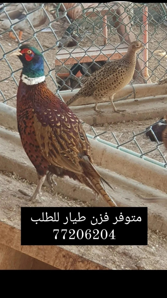 فزن طيار بري - 1