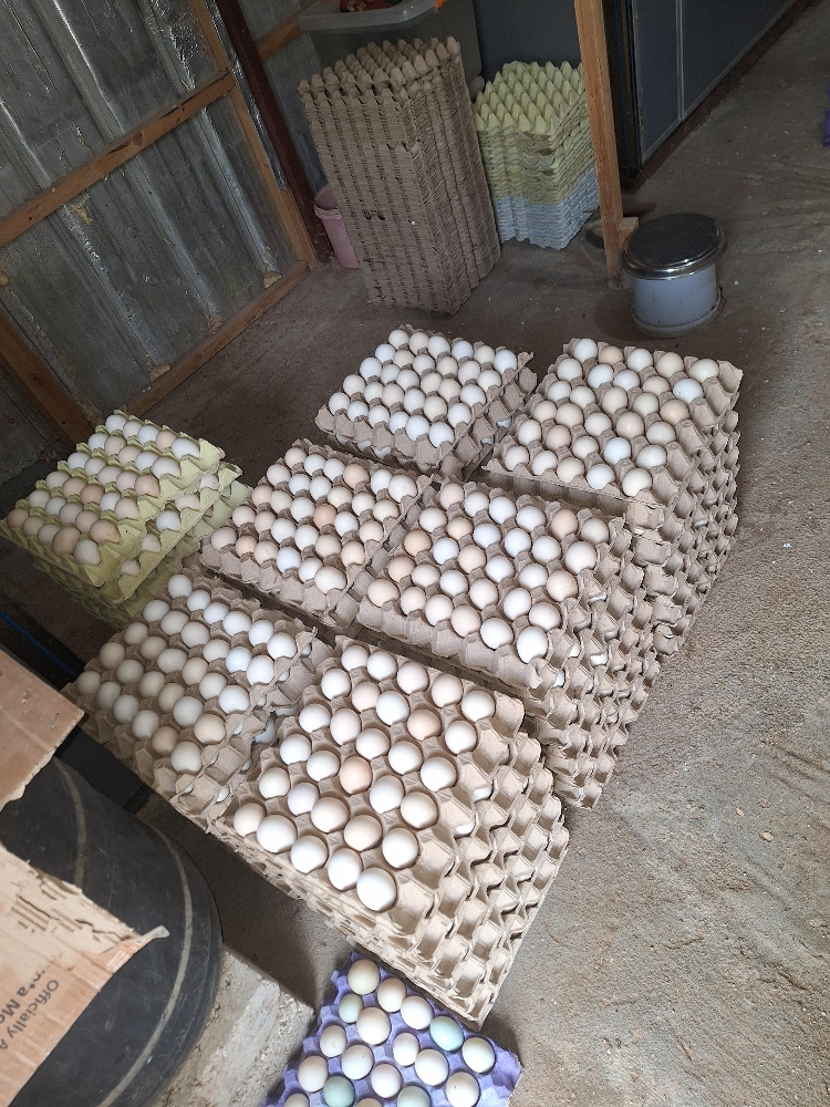 egg bolodi - 1