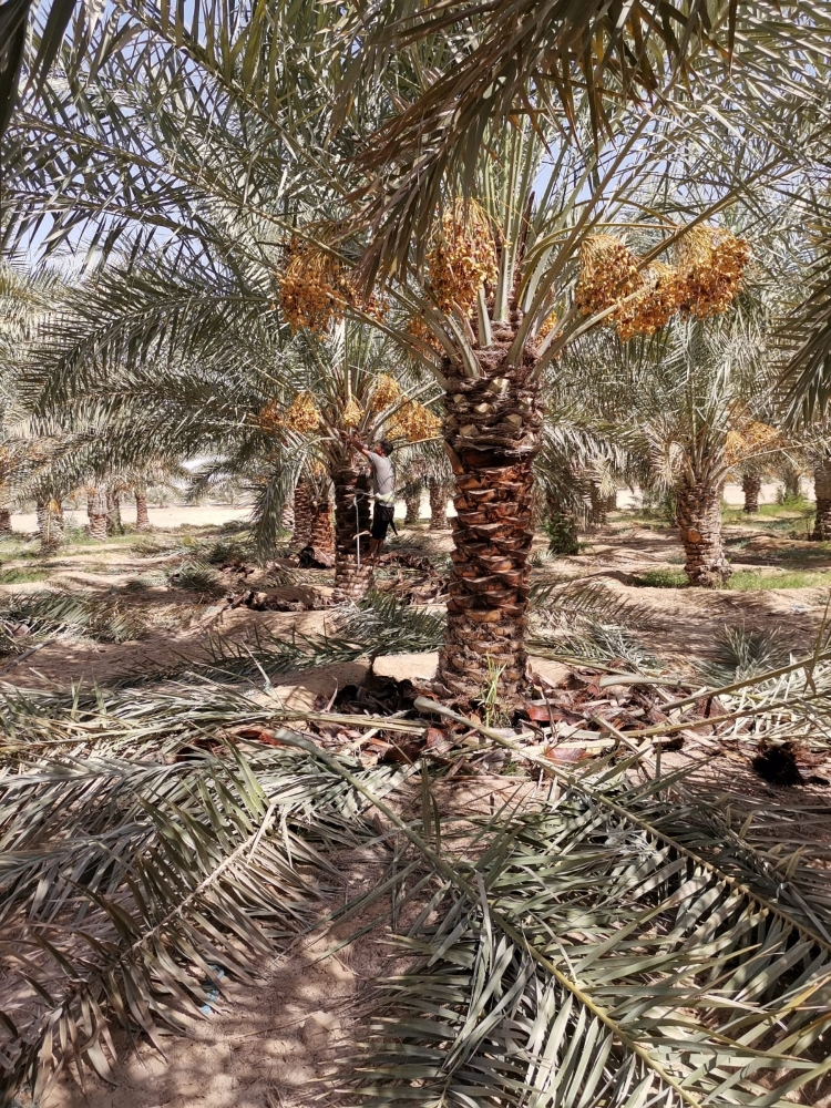 تلقيح النخيل - 3