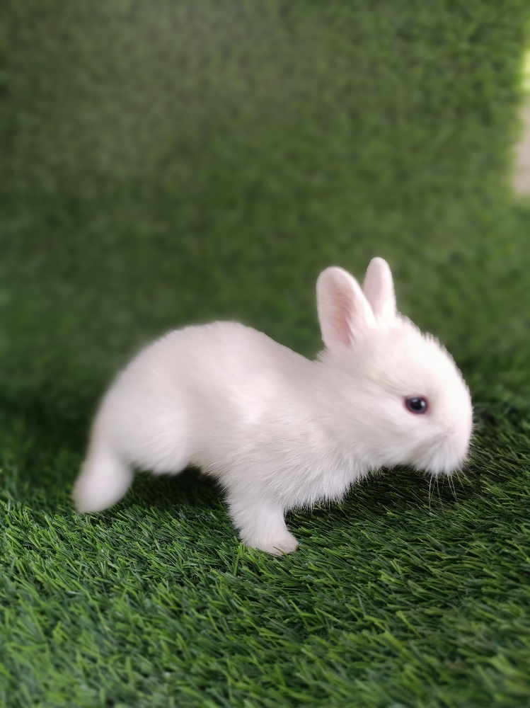 special offer for buny - 1