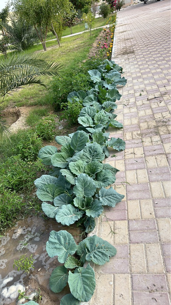 زارع سائق مزرعته - 3