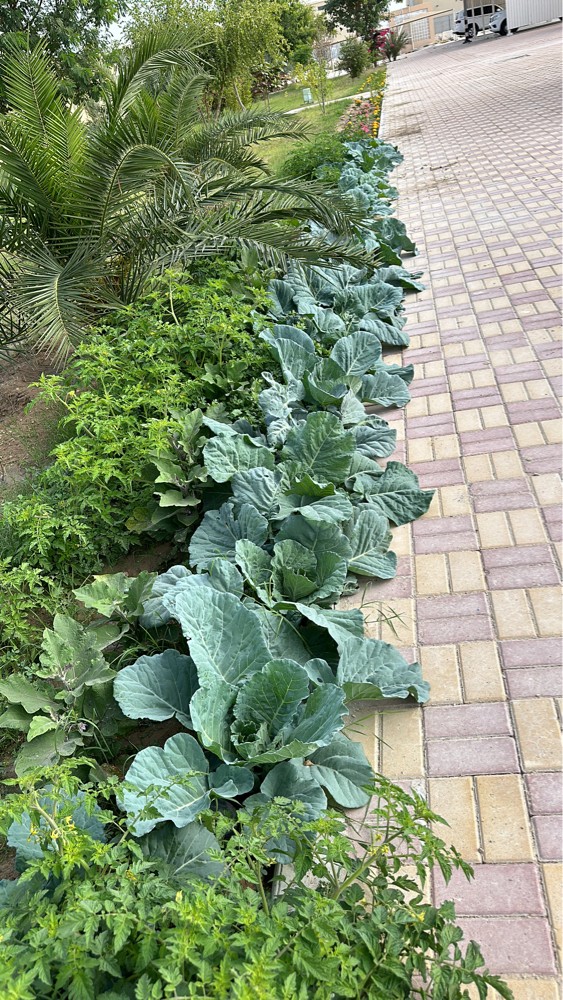زارع سائق مزرعته - 4