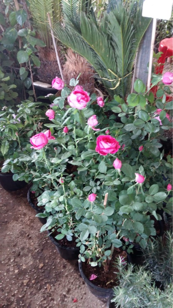 السماد والعناصر - 3