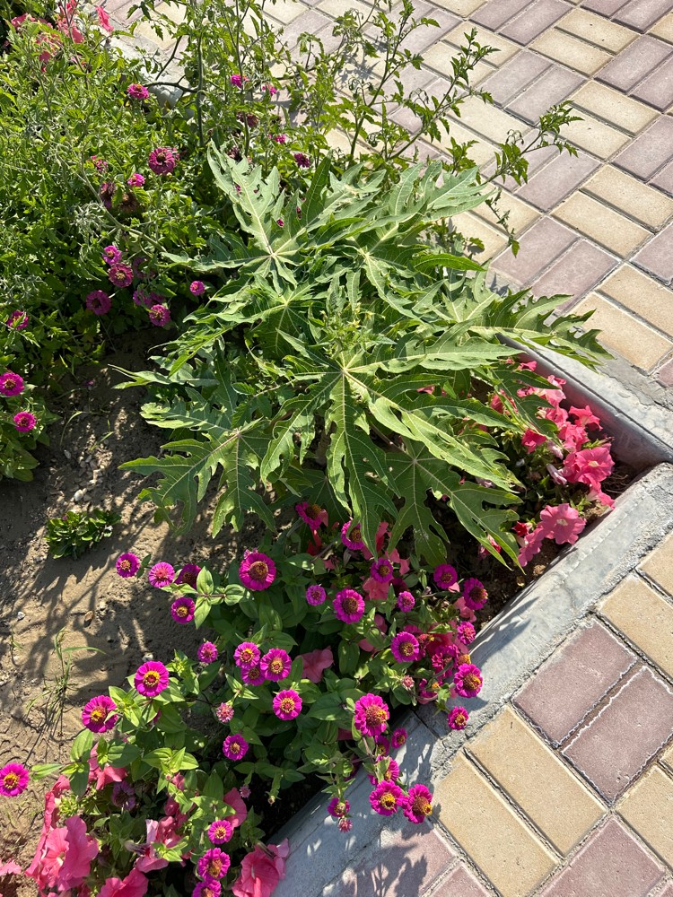 زارع سائق مزرعته - 11