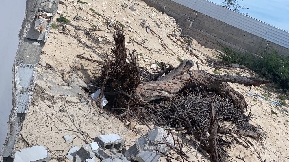 تقطيع جميع الاشجار٥٥٥٦ - 2