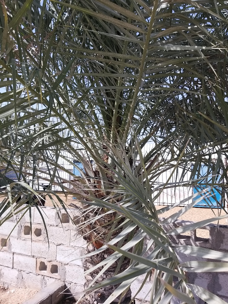 اعمل ديكور  وترتيب المزارع الكبير - 8