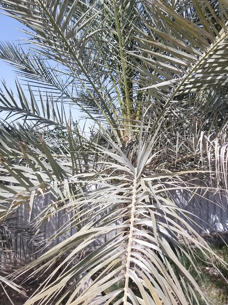 اعمل ديكور  وترتيب المزارع الكبير - 7