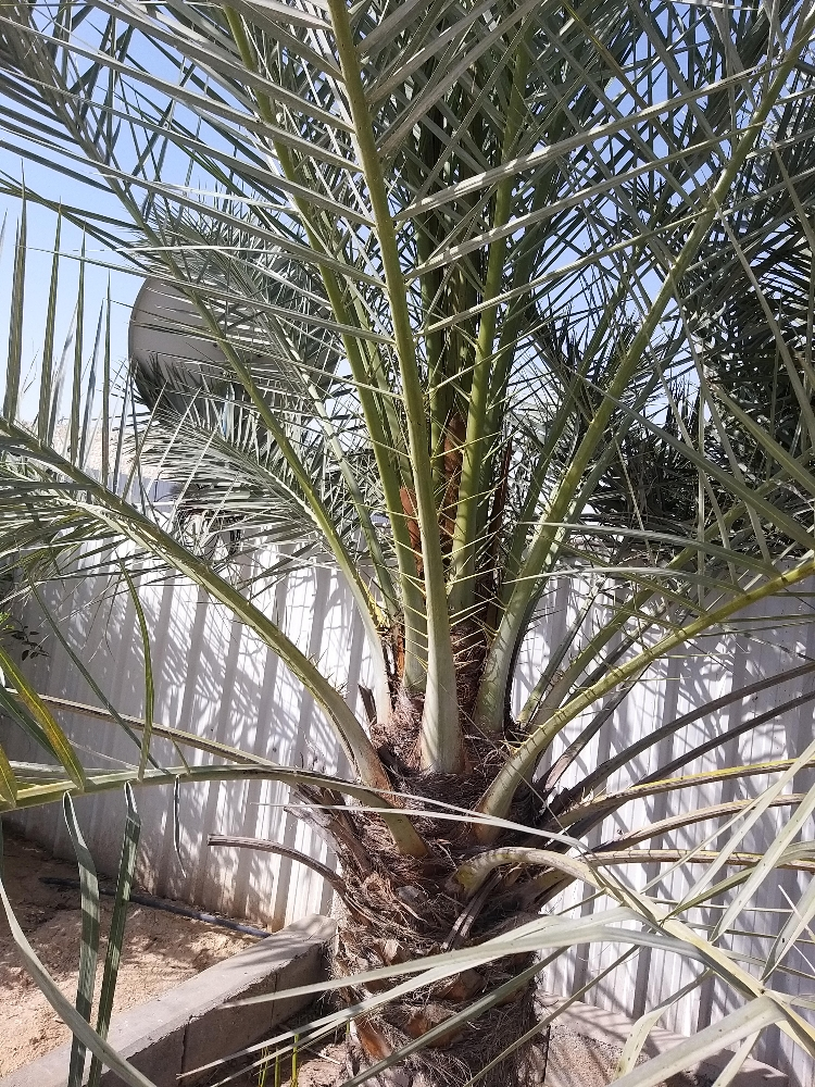اعمل ديكور  وترتيب المزارع الكبير - 6