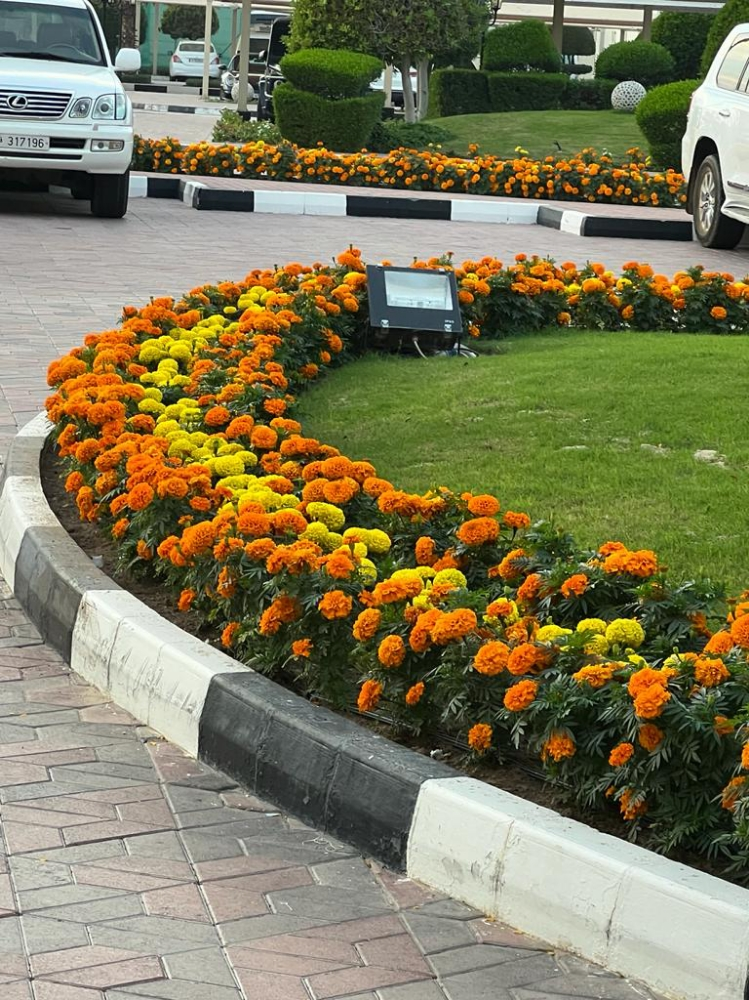 زراعه الزهوار. - 2
