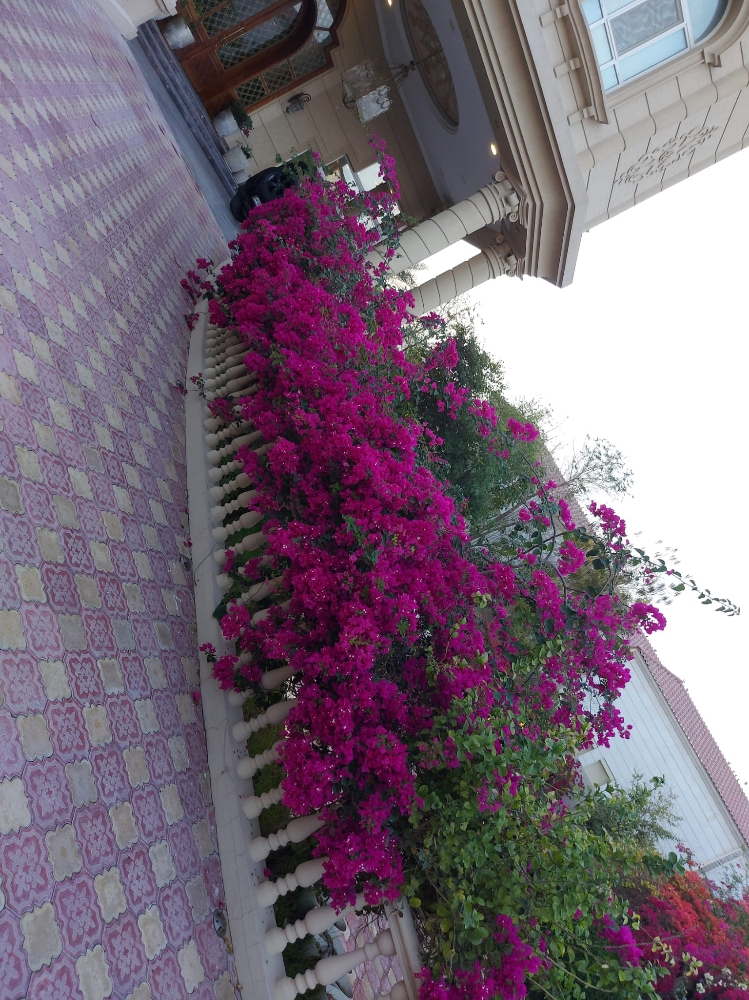زراعه الجوهنميه - 8
