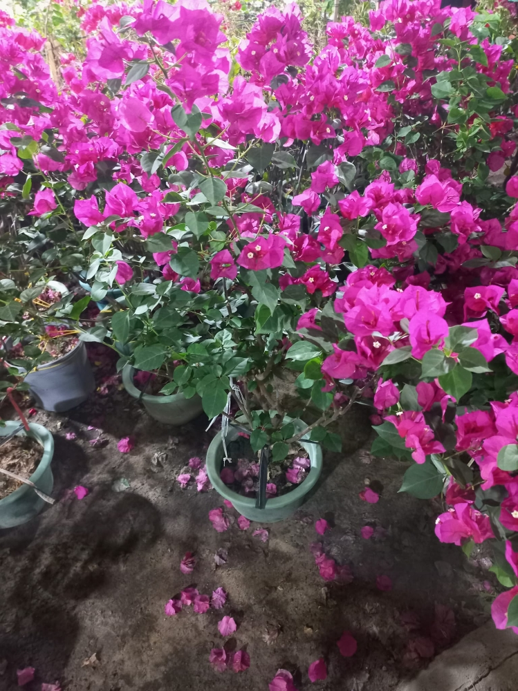 زراعه الجوهنميه - 5