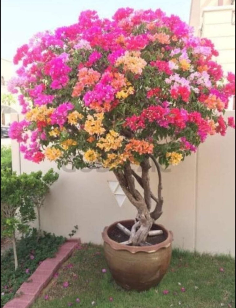 زراعه الجوهنميه - 4