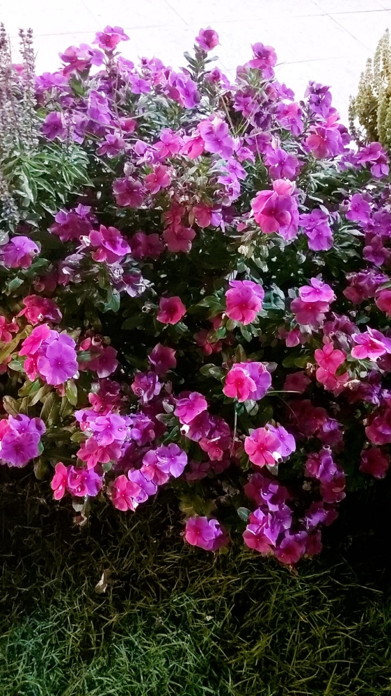 زراعه الجوهنميه - 7